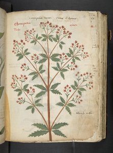 Adicione MS 41623 