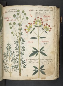 Adicione MS 41623 