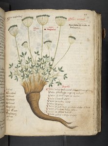 Adicione MS 41623 