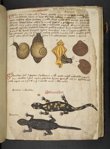 Adicionar MS 41623 Chiocciole e Salamandra, de "A herbal", Belluno (tinta e cor sobre velino) de Italian School