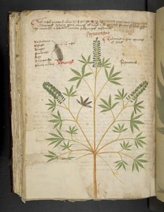 Adicionar MS 41623 f.101v 