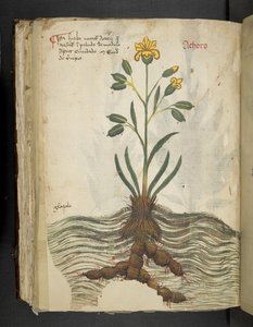 Adicionar MS 41623 f.102v Achoro, de 