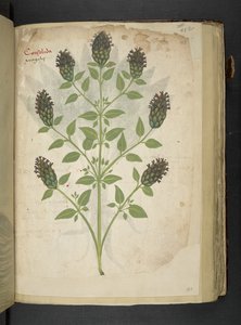 Adicionar MS 41623 f.103r Consolidação, de 
