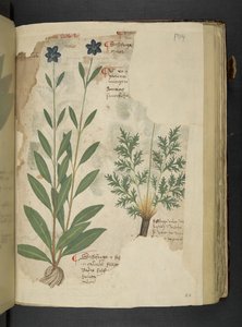 Adicionar MS 41623 f.104r Sassifraga, de 