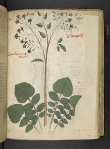 Adicionar MS 41623 f.110r 