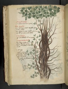 Adicione MS 41623 f.110v Mangrove tree, de um 