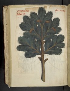 Adicionar MS 41623 f.111v Pinho, de uma 