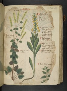 Adicionar MS 41623 f.113r 