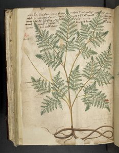 Adicionar MS 41623 f.114v 