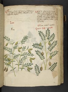 Adicionar MS 41623 f.116r 