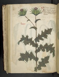 Adicionar MS 41623 f.117v Cardo 