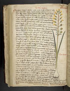 Adicionar MS 41623 f.119v 