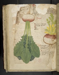 Adicionar MS 41623 f.126v 