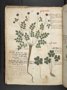 Adicionar MS 41623 f.14v A herbal, Belluno (tinta e cor em pergaminho) de Italian School