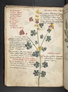 Adicionar MS 41623 f.19v A herbal, Belluno (tinta e cor em pergaminho) de Italian School