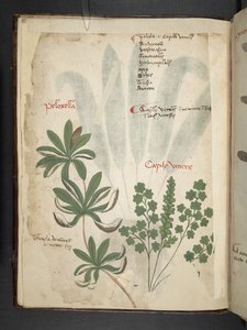 Adicionar MS 41623 f.1v A herbal, Belluno (tinta e cor em pergaminho) de Italian School