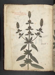 Adicionar MS 41623 f.2v A herbal, Belluno (tinta e cor em velino) de Italian School