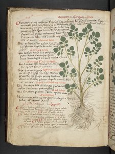Adicionar MS 41623 f.32v 