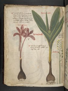 Adicionar MS 41623 f.34v 