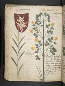 Adicione MS 41623 f.35v 