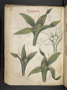 Adicione MS 41623 f.36v 
