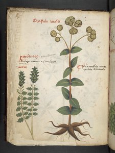 Adicionar MS 41623 f.37v 