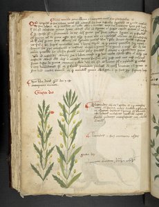 Adicionar MS 41623 f.39v 