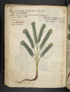 Adicionar MS 41623 f.39v 