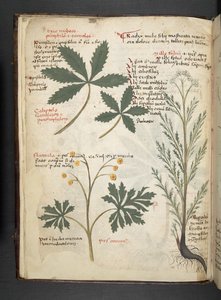Adicionar MS 41623 f.3v A herbal, Belluno (tinta e cor em velino) de Italian School