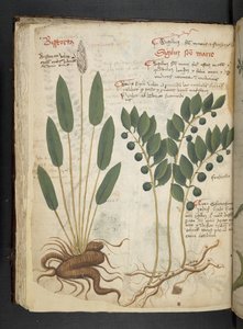 Adicionar MS 41623 f.42v 