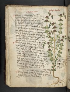 Adicionar MS 41623 f.54v 