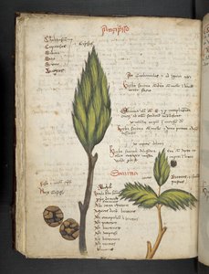 Adicionar MS 41623 f.62v 