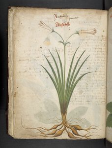 Adicionar MS 41623 f.64v 
