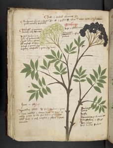Adicionar MS 41623 f.72v 