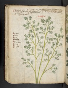 Adicionar MS 41623 f.74v 