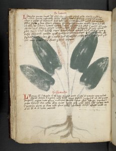 Adicione MS 41623 f.80v 