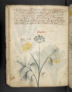 Adicione MS 41623 f.84v Finocchio, de 