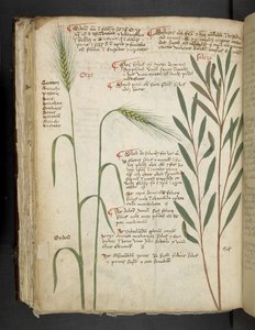 Adicione MS 41623 f.98v Orzo, de 