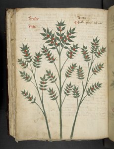 Adicionar MS 41623 f.99v 
