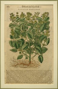 Basil, um prato botânico do Discorsi de Pietro Andrea Mattioli (1501-77) publicado em Veneza, 1570 de Italian School
