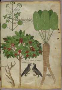 Ilustração Botânica de Plantas e Pássaros, c.1440 (tinta e cor sobre papel de Italian School