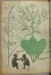 Ilustração botânica e animal de uma planta e dois macacos, c.1440 (tinta e cor sobre velino) de Italian School