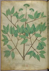 Ilustração botânica, c.1440 (tinta e cor sobre velino) de Italian School