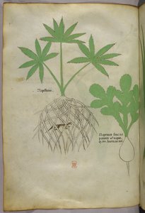 Ilustração botânica, c.1440 (tinta e cor sobre velino) de Italian School