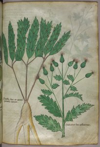 Ilustração botânica, c.1440 (tinta e cor sobre velino) de Italian School