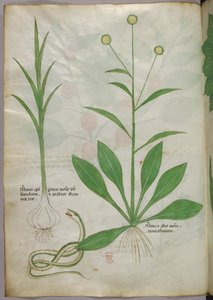 Ilustração botânica, c.1440 (tinta e cor sobre velino) de Italian School