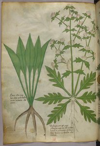 Ilustração botânica, c.1440 (tinta e cor sobre velino) de Italian School