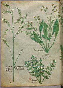 Ilustração botânica, c.1440 (tinta e cor sobre velino) de Italian School