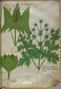 Ilustração botânica, c.1440 (tinta e cor sobre velino) de Italian School