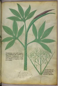 Ilustração botânica, c.1440 (tinta e cor sobre velino) de Italian School